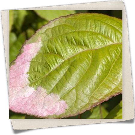 Scharfzähniger Strahlengriffel Scharfzähniger Strahlengriffel