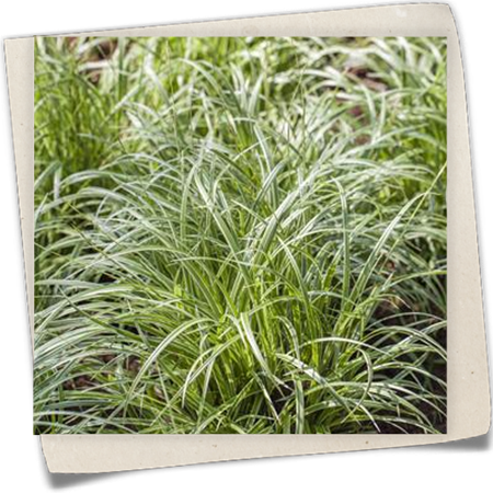 Japanische Segge Japanische Segge