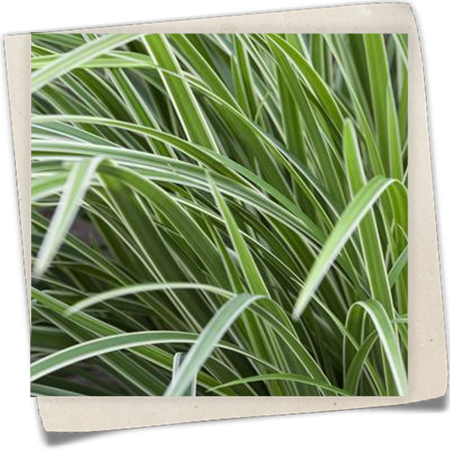 Segge 'Icedance' Segge 'Icedance'