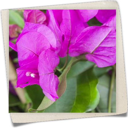 Drillingsblume Drillingsblume