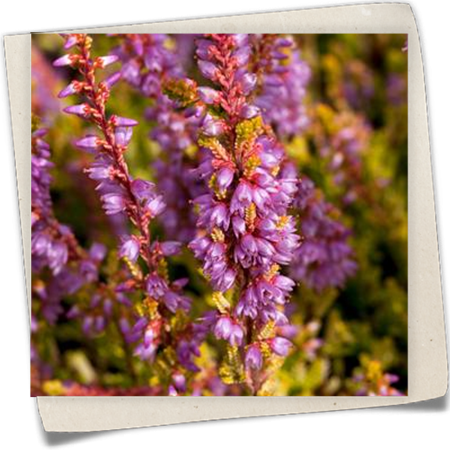 Besenheide 'Boskoop' Besenheide 'Boskoop'