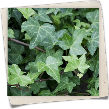 Efeu 'Woerner' Efeu 'Woerner'