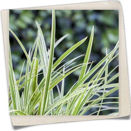 Japansegge 'Goldband' Japansegge 'Goldband'