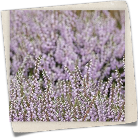 Besenheide 'County Wicklow' Besenheide 'County Wicklow'