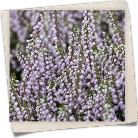 Besenheide 'Tib' Besenheide 'Tib'