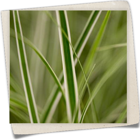 Garten-Vogelfuß-Segge 'Everest'® Garten-Vogelfuß-Segge 'Everest'®