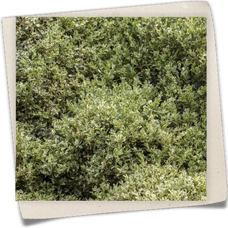 Buchsbaum 'Elegantissima' Buchsbaum 'Elegantissima'
