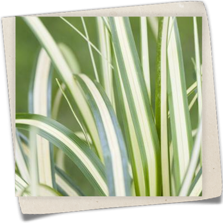 Gelbgrüne Garten-Segge Gelbgrüne Garten-Segge