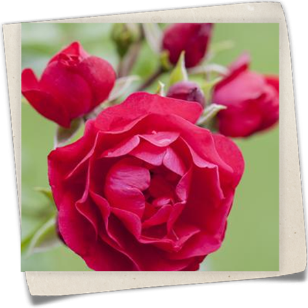 Bodendeckerrose Bodendeckerrose