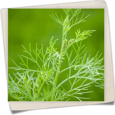 Coca-Cola-Strauch Coca-Cola-Strauch