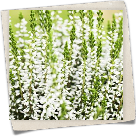 Winterharte Knospenheide Gardengirls® 'Alicia' Winterharte Knospenheide Gardengirls® 'Alicia'