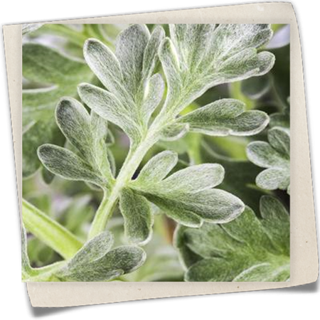 Echter Wermut Echter Wermut