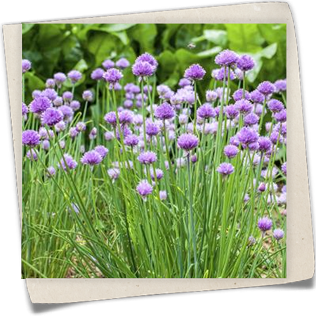 Schnittlauch Schnittlauch