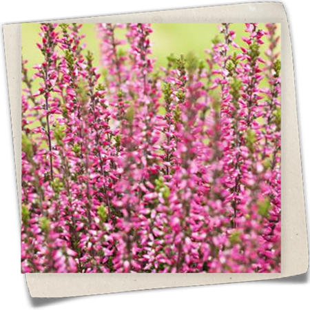 Winterharte Knospenheide Gardengirls® 'Athene' Winterharte Knospenheide Gardengirls® 'Athene'