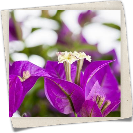 Drillingsblume Drillingsblume