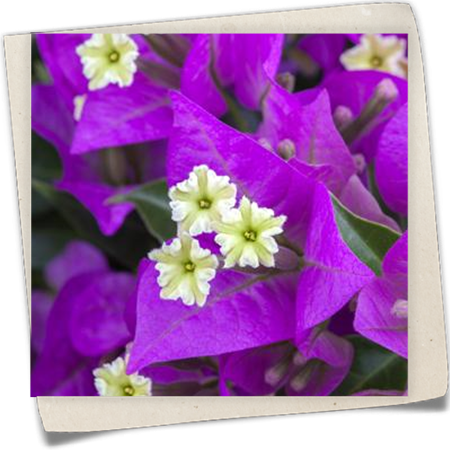 Bougainvillee 'Sanderiana' Bougainvillee 'Sanderiana'