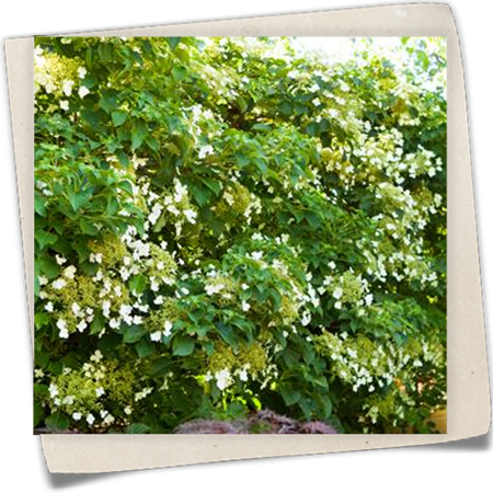 Kletterhortensie Kletterhortensie