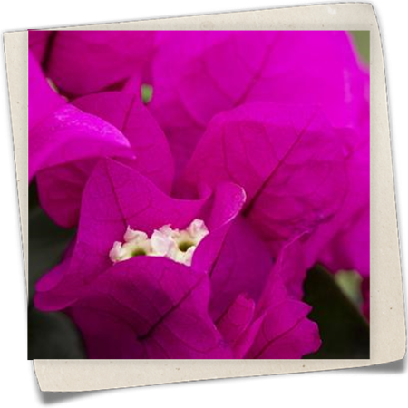 Drillingsblume 'Vera' Drillingsblume 'Vera'