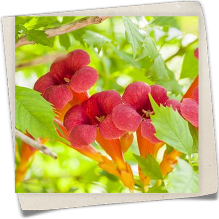 Trompetenblume 'Summer Jazz Fire'® Trompetenblume 'Summer Jazz Fire'®