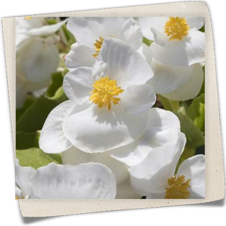 Eis-Begonie Eis-Begonie