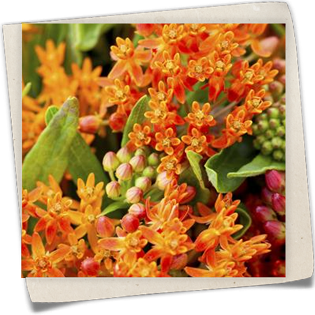 Amerika-Seidenpflanze Amerika-Seidenpflanze