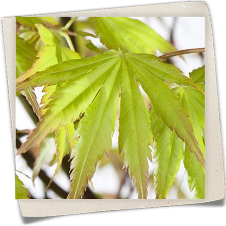 Fächerahorn 'Orange Dream' Fächerahorn 'Orange Dream'