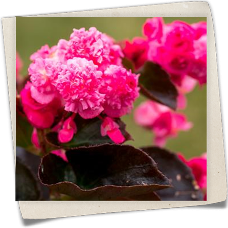 Eis-Begonie Eis-Begonie