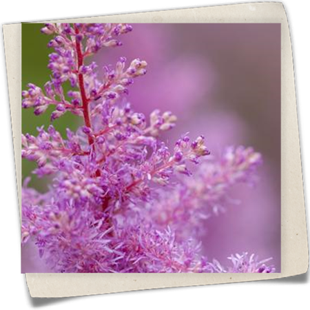 Arends Garten-Prachtspiere Arends Garten-Prachtspiere