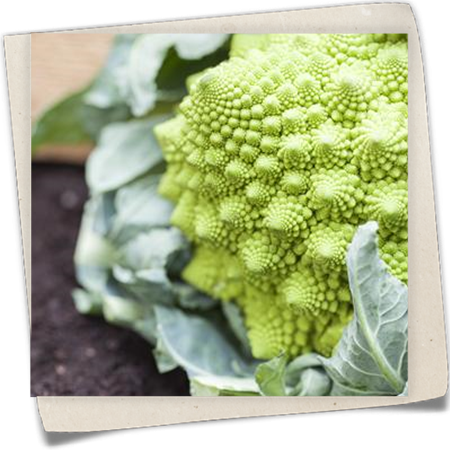 Romanesco-Blumenkohl 'Romanesco' Romanesco-Blumenkohl 'Romanesco'