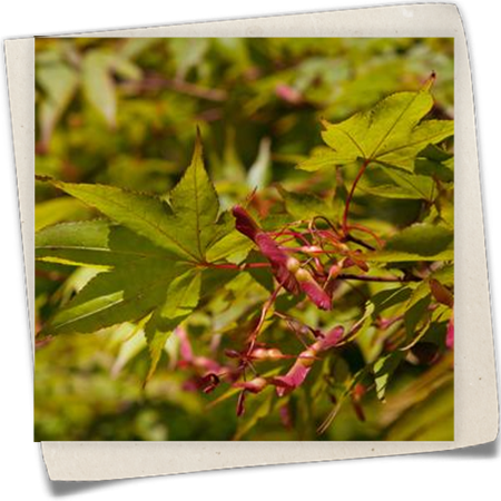 Fächerahorn 'Osakazuki' Fächerahorn 'Osakazuki'