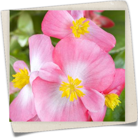 Eis-Begonie Eis-Begonie