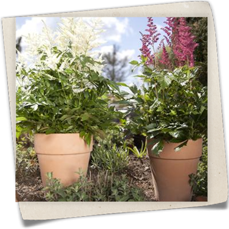 Arends Garten-Prachtspiere Arends Garten-Prachtspiere