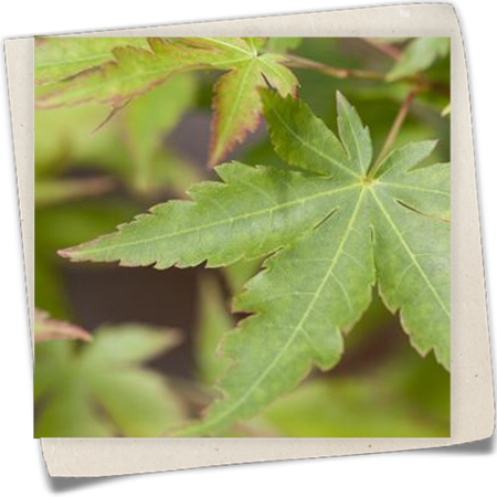 Fächerahorn 'Sangokaku' Fächerahorn 'Sangokaku'