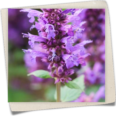 Garten-Duftnessel 'Summer Skies'® Garten-Duftnessel 'Summer Skies'®