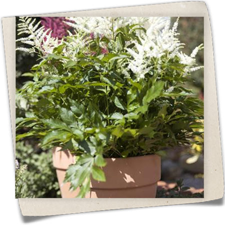 Arends Garten-Prachtspiere Arends Garten-Prachtspiere