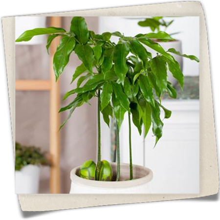 Australische Kastanie Australische Kastanie