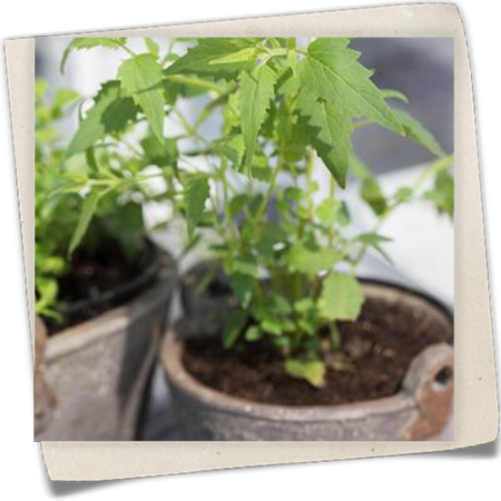 Mexikanische Duftnessel Mexikanische Duftnessel