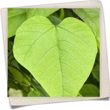 Kugel-Trompetenbaum 'Nana' Kugel-Trompetenbaum 'Nana'