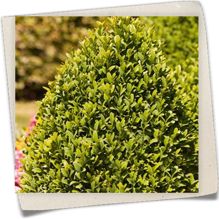 Hoher Buchsbaum Hoher Buchsbaum