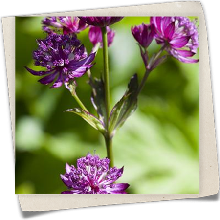 Große Sterndolde Große Sterndolde