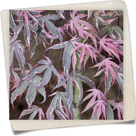 Japanischer Ahorn 'Shirazz' Japanischer Ahorn 'Shirazz'