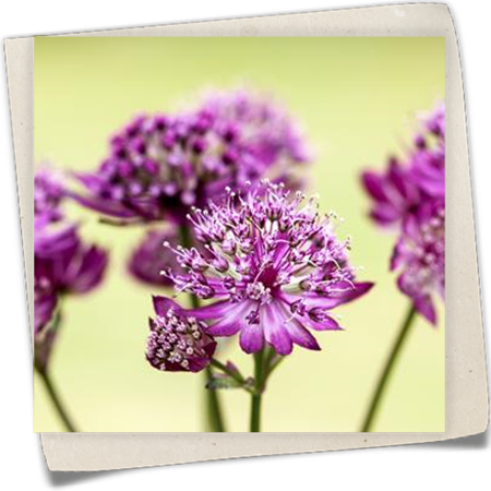 Garten-Sterndolde 'Abbey Road'® Garten-Sterndolde 'Abbey Road'®