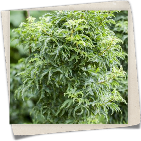 Fächerahorn 'Shishigashira' Fächerahorn 'Shishigashira'