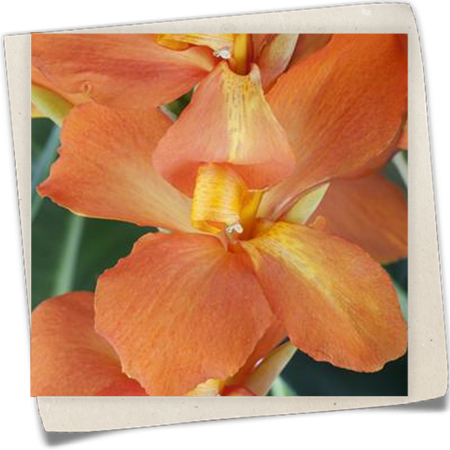 Blumenrohr Cannova® Blumenrohr Cannova®