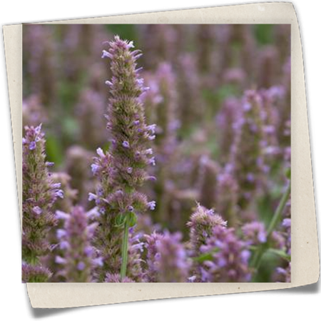 Koreanische Minze Koreanische Minze