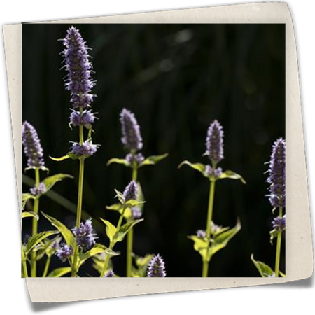 Garten-Duftnessel 'Little Adder' Garten-Duftnessel 'Little Adder'