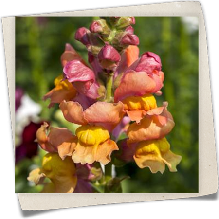 Garten-Löwenmaul Garten-Löwenmaul