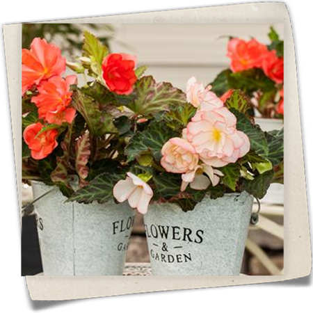 Begonie 'Perfume Dreams' Begonie 'Perfume Dreams'