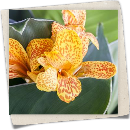 Indisches Blumenrohr Indisches Blumenrohr