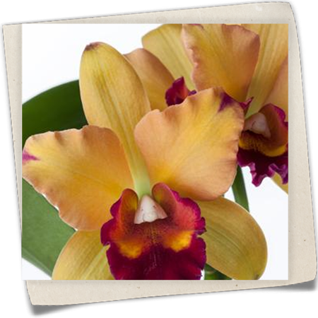 Cattleya Orchidee Cattleya Orchidee